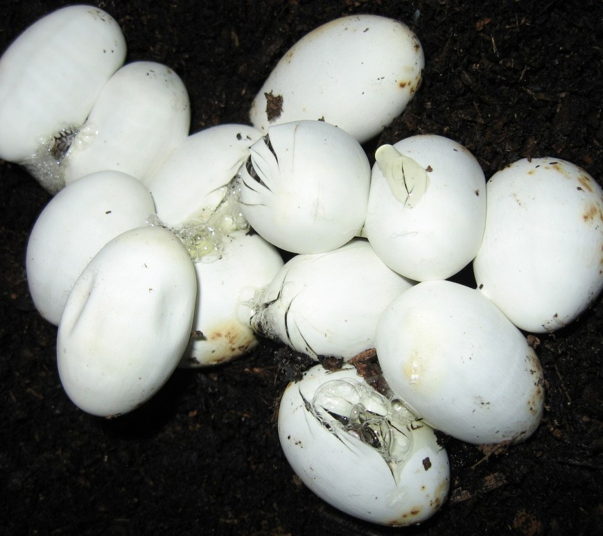 metallica madre ovipara